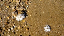 Salzrosen - Ableger des toten Meeres